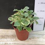 斑入りカランコエラキニアータ4号｜...