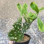 【決算P5倍！8/2まで】【現品お届け】ユーフォルビア キリン角錦綴化 Eu…