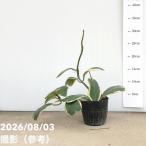  Hoya машина Lee . ввод 3.5 номер l. лист 10-TU