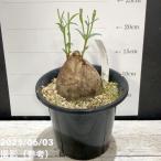 ユーフォルビア・トリカデニア