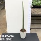 サンスベリア6号フィッシャー｜s2...