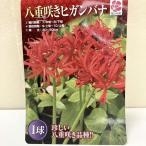 秋咲き球根 八重咲きヒガンバナ 1球入り