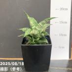 サンスベリア4号ピアノPiano角...