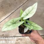 【現品お届け】アロカシア シンポ アルボ Alocasia simpo albo variegata 3号｜観葉10-TU