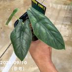【現品お届け】アロカシア グリーンユニコーン Alocasia cv Green Unicon 3.5号（4）｜観葉10-TU