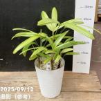 . звук бамбук ..4 номер l. лист 04-PA