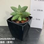  сансевиерия 3.5 номер угол горшок ma колено Many pot бросание включая specification l. лист 02-D2