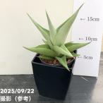  сансевиерия 3.5 номер угол горшок milano Milano pot бросание включая specification l. лист 02-D2