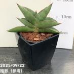  сансевиерия 3.5 номер угол горшок опера house Opera house pot бросание включая specification l. лист 02-D2