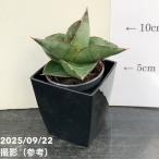  сансевиерия 3 номер угол горшок опера house Opera house 6cm pot бросание включая specification l. лист 02-D2