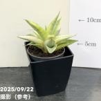  сансевиерия 3 номер угол горшок ga желтохвост ela белый Varie ga-ta6cm pot бросание включая specification l. лист 02-D2