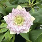 クリスマスローズ 伊勢みやび 3.5号 玉鏡｜山野01-D1
