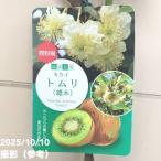 キウイフルーツ トムリ オス受粉樹