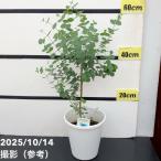  эвкалипт Apple box 6 номер l Hanaki 10-TU