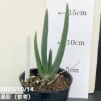 アロエスザンナエ2.5号｜観葉10-TU