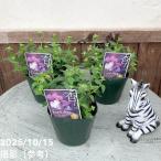 ネメシアメーテルミステリックブルー...