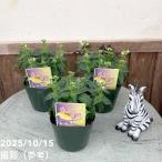 ネメシアメーテルともえ3.5号×3...