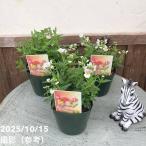 ネメシアメーテルグッピー3.5号×...