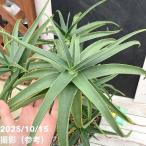 アロエストリアチュラ9号｜s200...