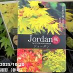 momiji Jordan 3.5 номер l Hanaki 04-PA