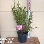 ハイブリッドブルーベリー ピンクレモネード 7号（接木苗）｜果樹10-TU