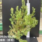 [30%OFF купон ][. сделка на данный момент товар доставка ] дракон katen Delon zo-i7 номер l Hanaki 10-TU