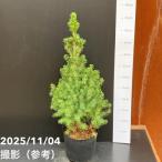 【現品お届け】真鍋庭園生産 レア品種 カナダトウヒ アルバーティアナ コニカ…