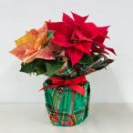 po in se Cheer 2 цвет ..3.5 номер Рождество specification l цветочный горшок 10-TU