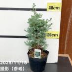  хвойное дерево .. мяч bird 5 номер l Hanaki 10-TU