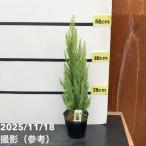  хвойное дерево .. aluminium Gold 5 номер l Hanaki 10-TU