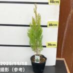  хвойное дерево ..ere gun tisima5 номер l Hanaki 10-TU