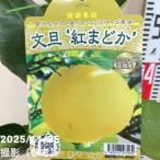 ショッピング文旦 文旦 紅まどか 4.5号ロング柑橘｜果樹04-PA