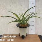 商品画像2