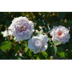 バラ大苗 ザ・セレスティアル 7号 ロサ・オリエンティスプログレッシオ｜花木04-PA