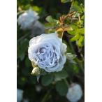 バラ大苗 ポルト・ブルー 7号 ロサ・オリエンティスプログレッシオ｜花木04-PA