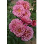 ショッピングバラ バラ大苗 葵の上 7号 ロサ・オリエンティスプログレッシオ｜花木04-PA