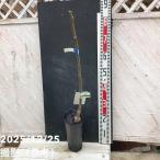 ショッピング梨 梨 ナシ なつしずく 4号ロングポット PVP｜果樹04-PA