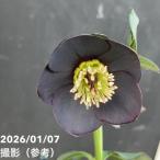 ショッピング鉢 【一点物】堀切園 クリスマスローズ ウィンターシンフォニー 5号角鉢（WS3）｜山野04-PA