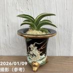 豊明園万年青オモトお多福錦鉢｜観葉...