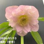 【一点物】堀切園 クリスマスローズ ウィンターシンフォニー しぼり 5号角鉢（WS23）｜山野04-PA