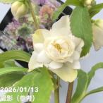 【一点物】堀切園 クリスマスローズ ウィンターシンフォニー レフレール系 5号角鉢（WS24）｜山野04-PA