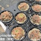  - oruchi голубой b two sa3 номер 2 горшок комплект l. лист 10-TU