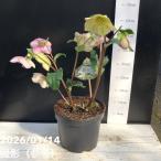 ショッピングクリスマスローズ クリスマスローズ 氷の薔薇 5.5号 ピコティー｜山野04-PA