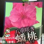 桃 八重咲き蟠桃（ばんとう）5号ポット｜果樹04-PA