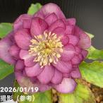 【一点物】加藤農園 多弁クリスマスローズ アフロディーテ 4.5号（KT9）｜山野04-PA