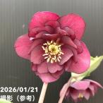 【一点物】加藤農園 クリスマスローズ フレグランスクリスマスローズ 4.5号（KT18）｜山野04-PA