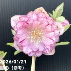 【一点物】加藤農園 クリスマスローズ 4.5号（KT27）｜山野04-PA