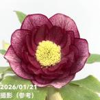 【一点物】加藤農園 クリスマスローズ 4.5号（KT32）