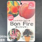 ショッピング桃 桃 レッドドワーフピーチ ボンファイヤー 5号｜果樹10-TU