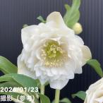 ショッピングクリスマスローズ 【一点物】野田園芸 クリスマスローズ 4.5号ポット（ND3）｜山野04-PA